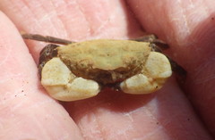 Lophopanopeus leucomanus