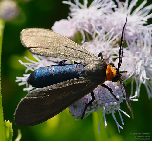 Yellow-collared Scape Moth photo 4