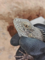 Iguana iguana