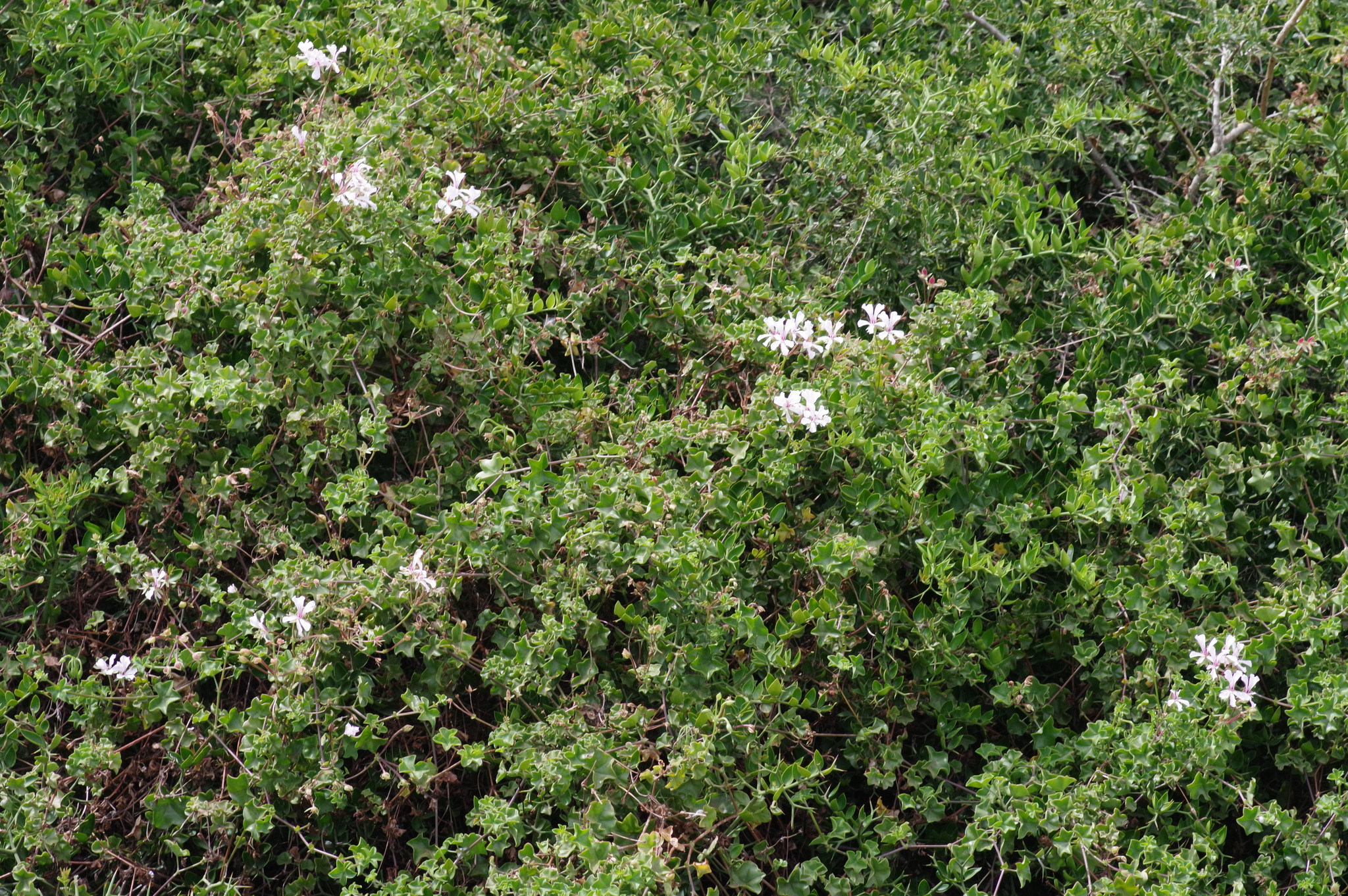 Imagem de Hera-de-flor
