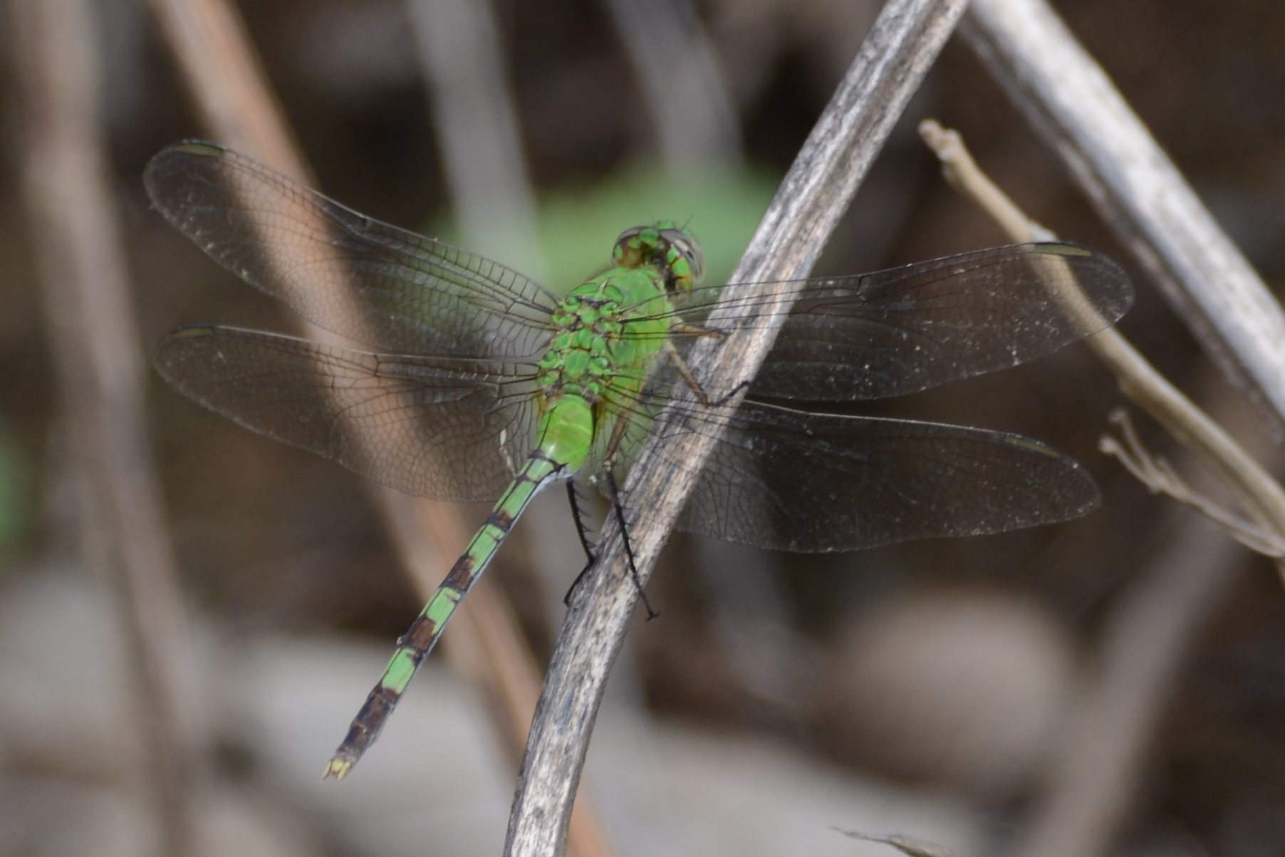 Erythemis vesiculosa image