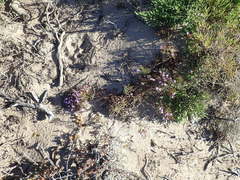 Limonium scabrum scabrum
