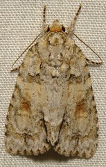 Acronicta ovata