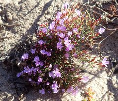 Limonium scabrum scabrum