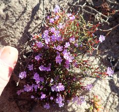 Limonium scabrum scabrum