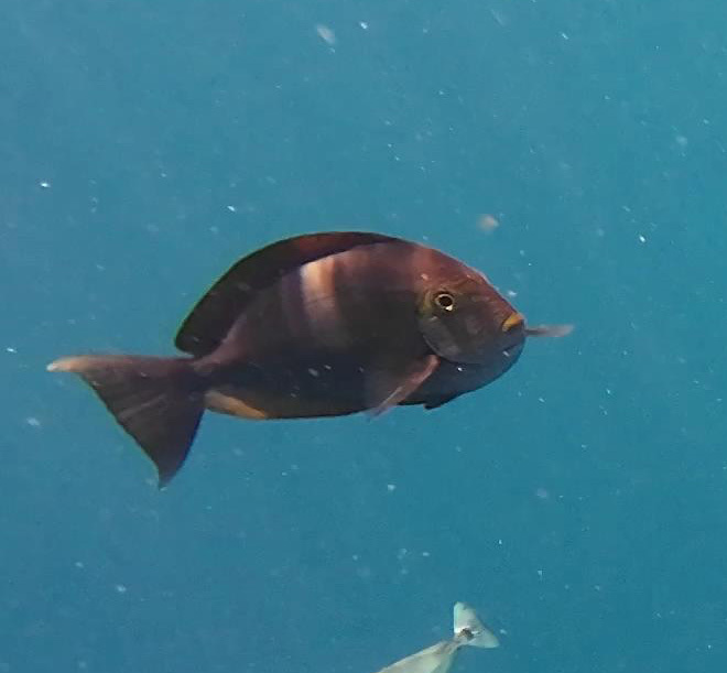 Blue-lined surgeonfish