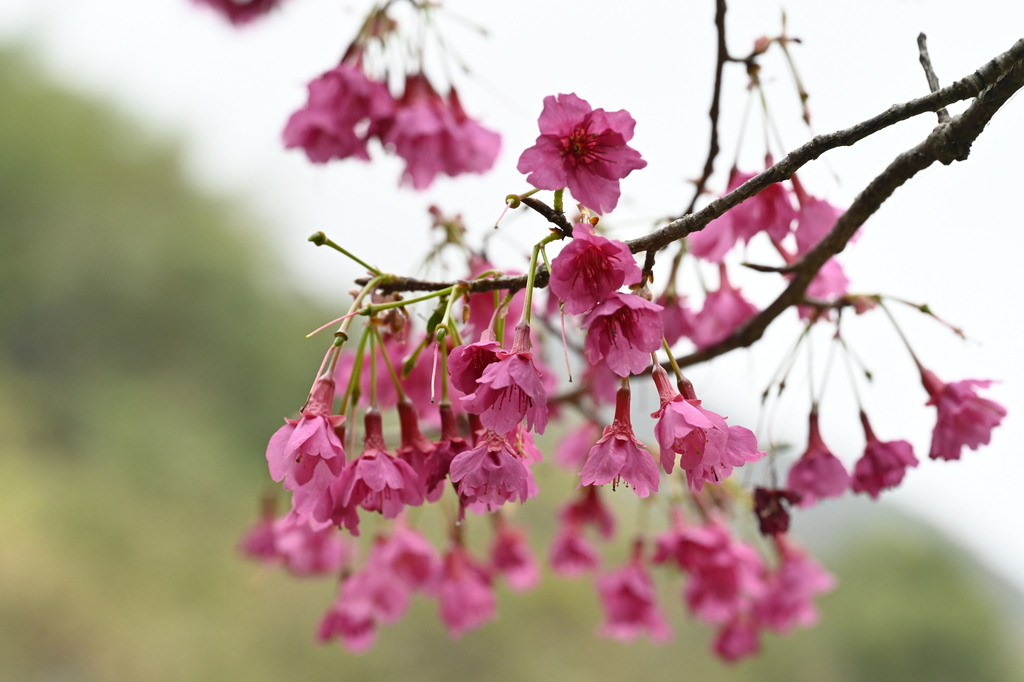 Prunus campanulata — an easy houseplant, prefers full sun light