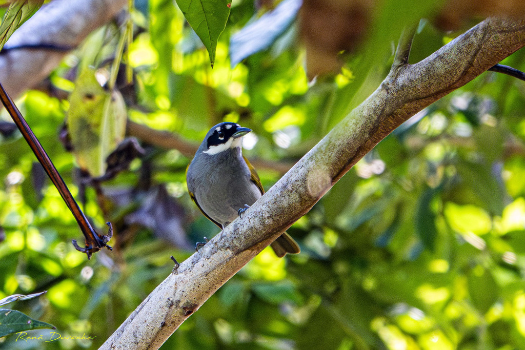 Gray-crowned Palm-Tanager (Phaenicophilus poliocephalus)