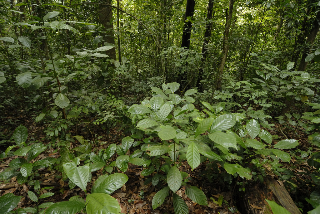 Coffea canephora 2