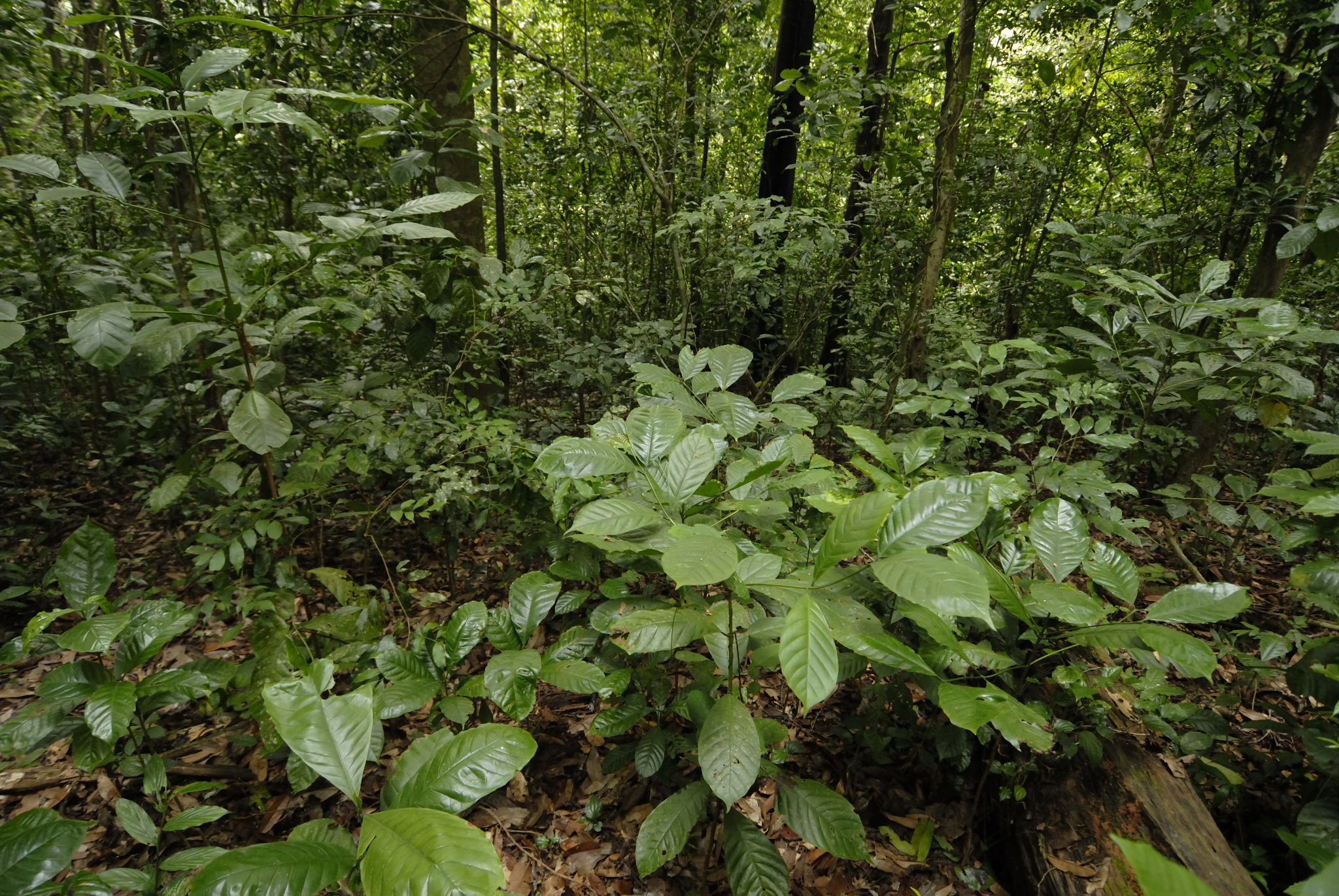 Robusta Coffee (Coffea canephora)