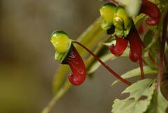 Impatiens parasitica, photograph kalyanvarma, CC BY, iNaturalist via GBIF
