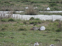 Limosa limosa islandica