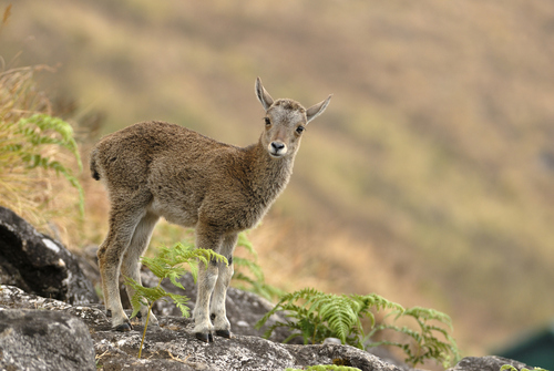 Nilgiri Tahr