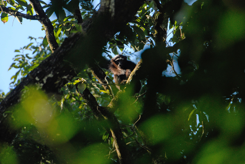 Western Hoolock Gibbon
