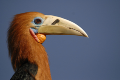 Rufous-Necked Hornbill photo 3