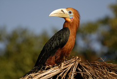 Rufous-Necked Hornbill photo 2