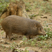 Pygmy Hog - Photo (c) kalyanvarma, some rights reserved (CC BY)