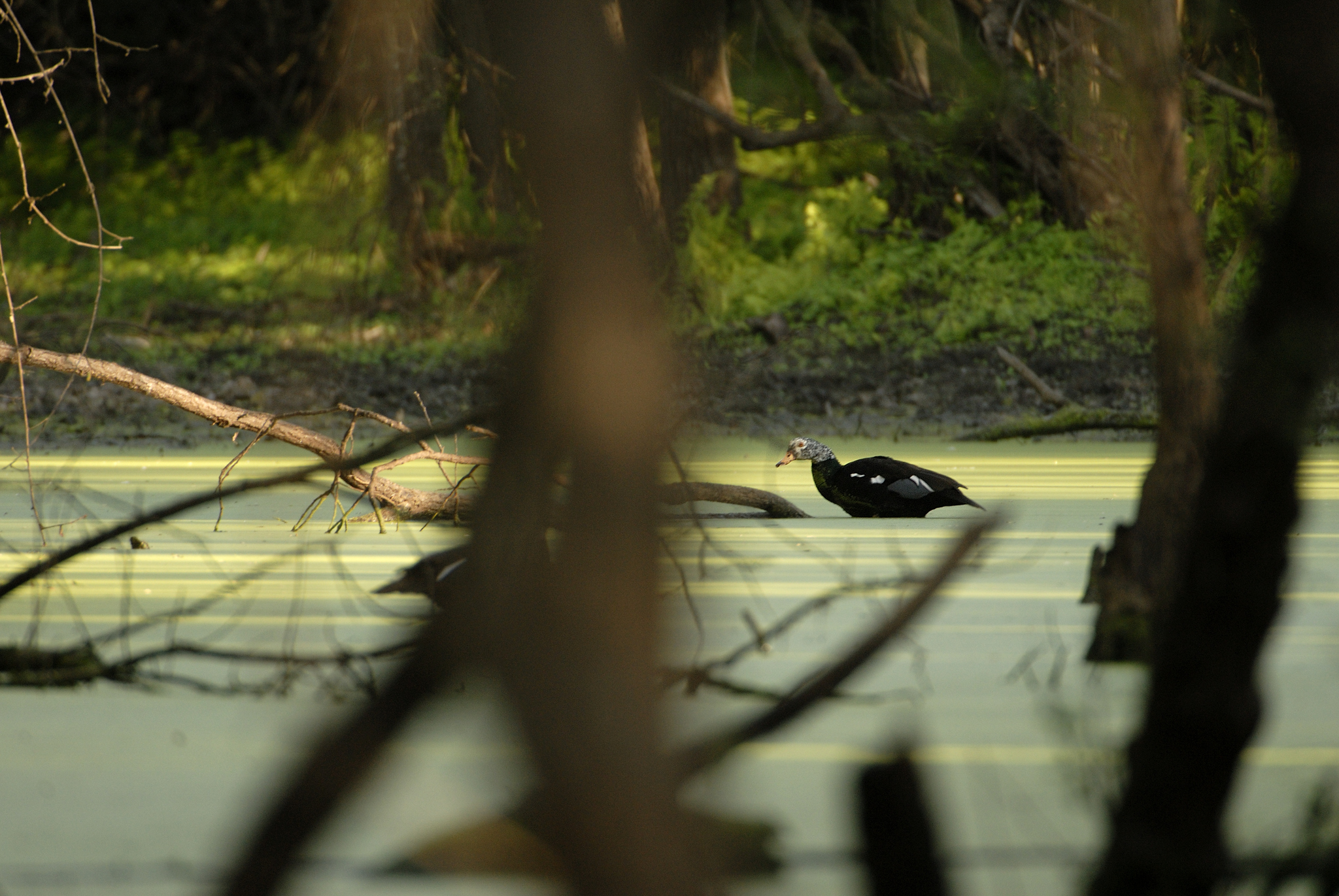 White-winged Duck (Asarcornis scutulata), photo 5