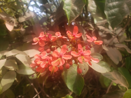 Florzinha-de-fogo