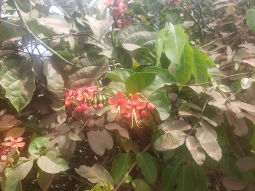 Foto de Florzinha-de-fogo