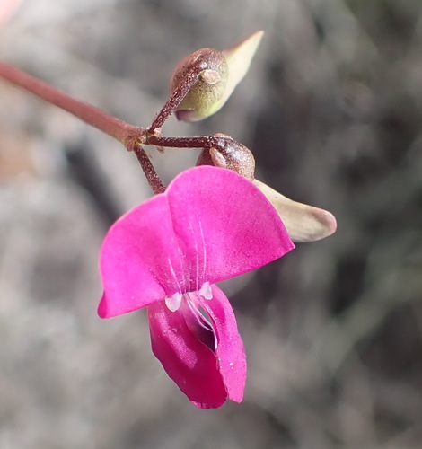 Image of Dolichos hastiformis by (c) Nicola van Berkel, some rights reserved (CC BY-SA)