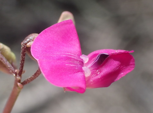 Image of Dolichos hastiformis by (c) Nicola van Berkel, some rights reserved (CC BY-SA)