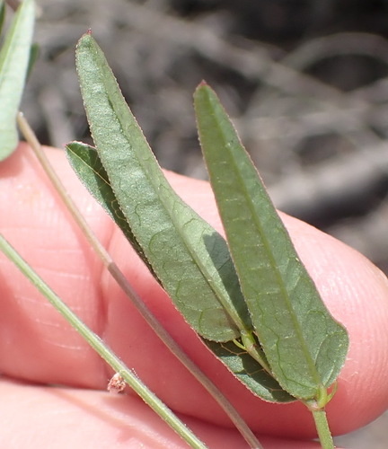 Image of Dolichos hastiformis by (c) Nicola van Berkel, some rights reserved (CC BY-SA)