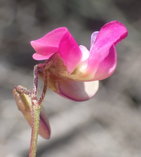 Image of Dolichos hastiformis by (c) Nicola van Berkel, some rights reserved (CC BY-SA)