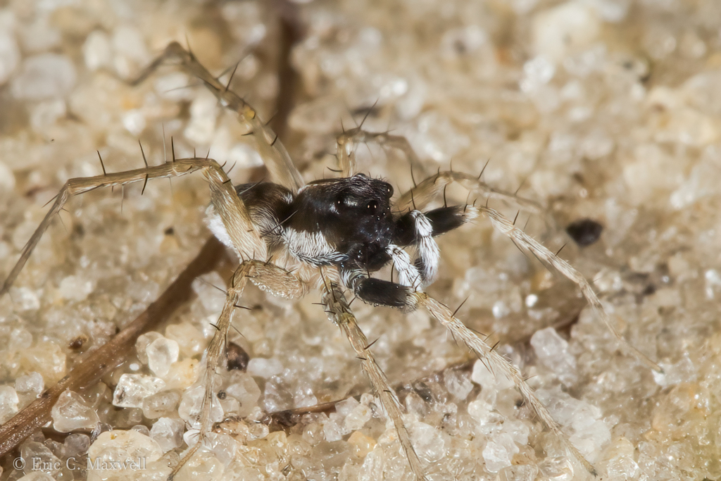 Pardosa parvula