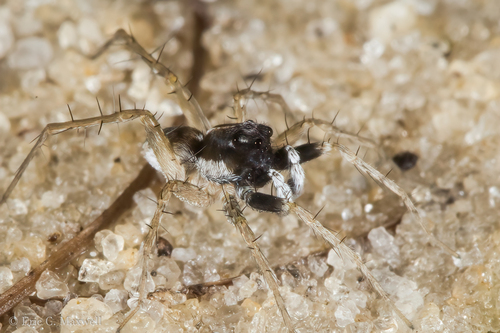 Pardosa parvula