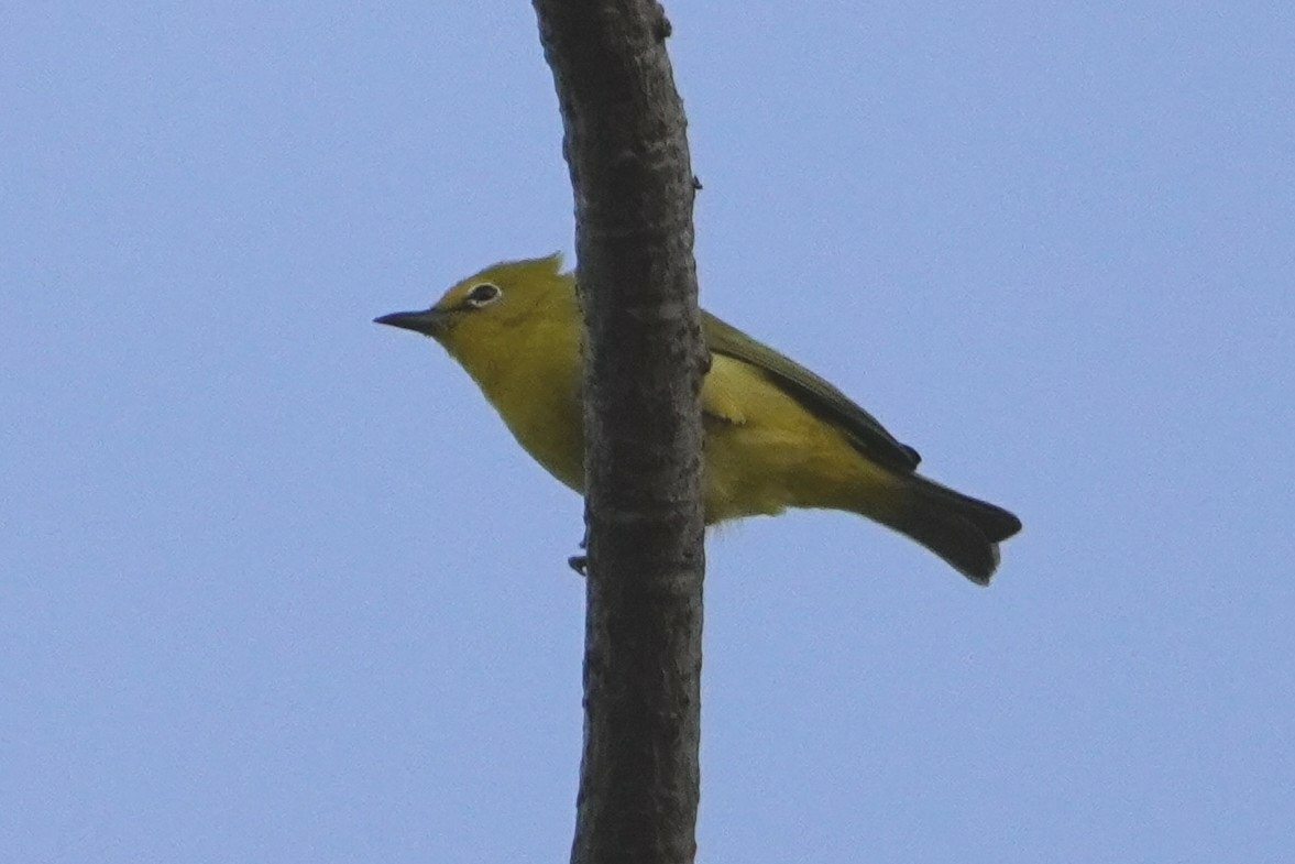 Northern Yellow White-eye (Zosterops senegalensis), photo 2