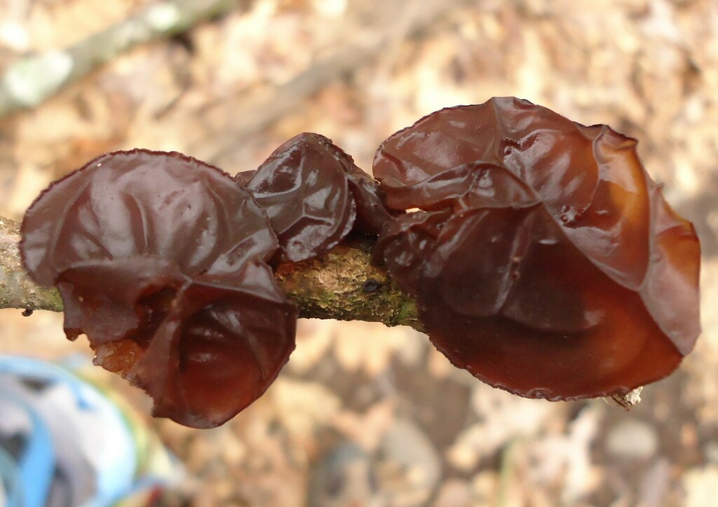 American Amber Jelly Fungus from PA SGL 260 on January 27, 2024 by Dave ...