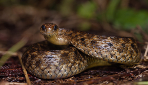 Photo of a Uzungwe Mountain Bush Viper (Atheris barbouri)