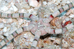 Ophiarachnella gorgonia image