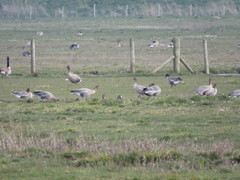 Anser albifrons albifrons