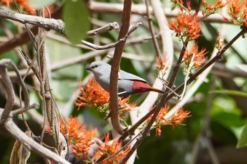 Lavender Waxbill (Glaucestrilda caerulescens), photo 9
