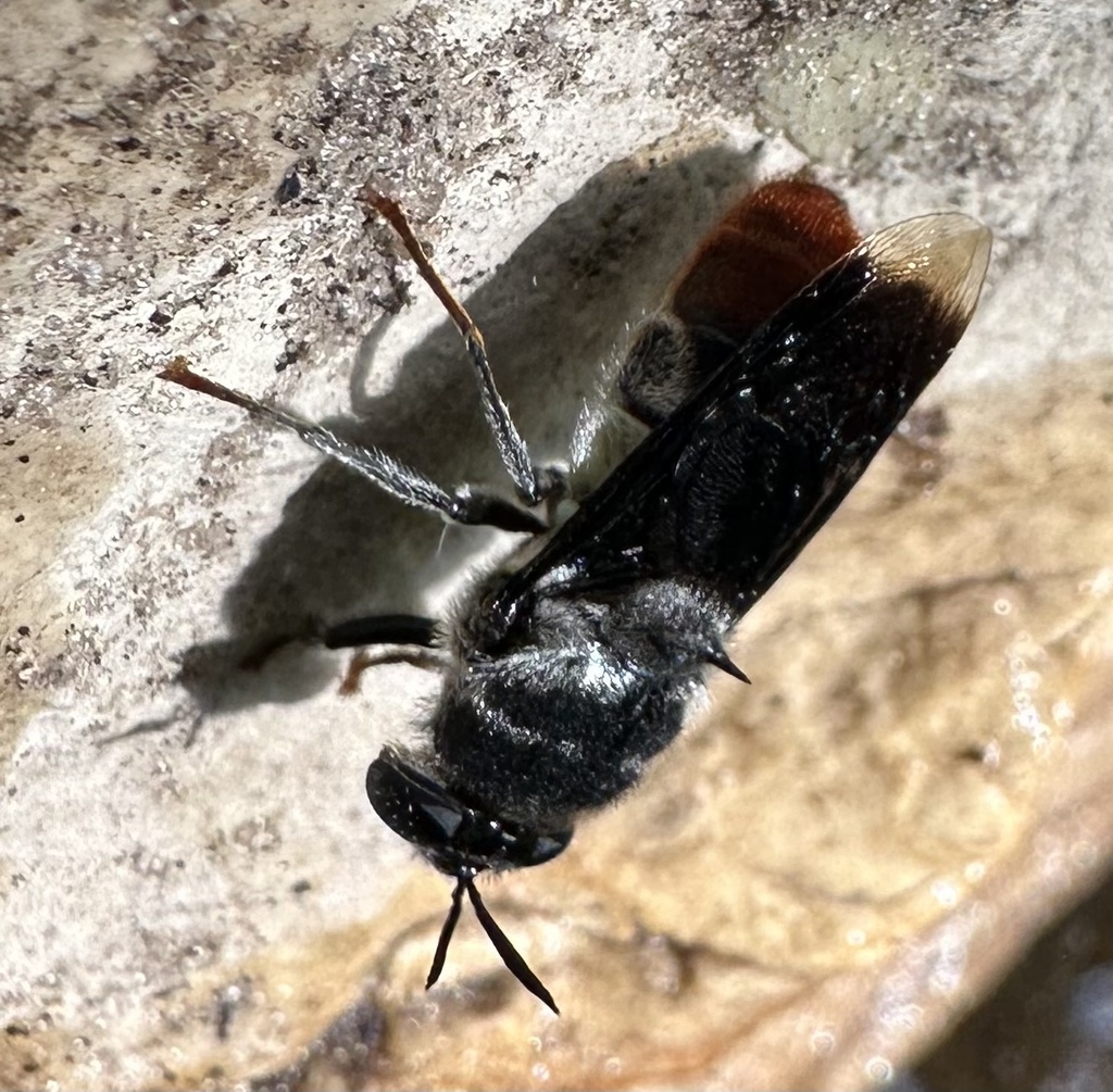 Nyassamyia andreniformis from North West, BW on January 30, 2024 at 04: ...