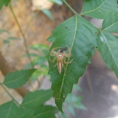 Telamonia dimidiata