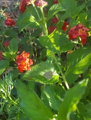 Electrostrymon hugon