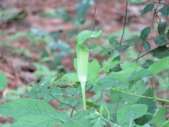 Arisaema quinatum