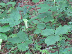 Arisaema quinatum
