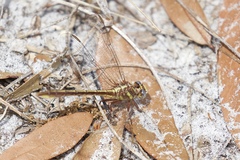 Phanogomphus minutus