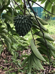 Annona mucosa image