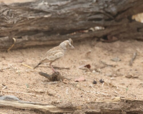 Stark's Lark (Spizocorys starki), photo 5