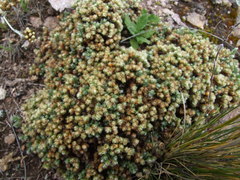 Paronychia andina
