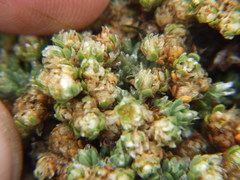 Paronychia andina