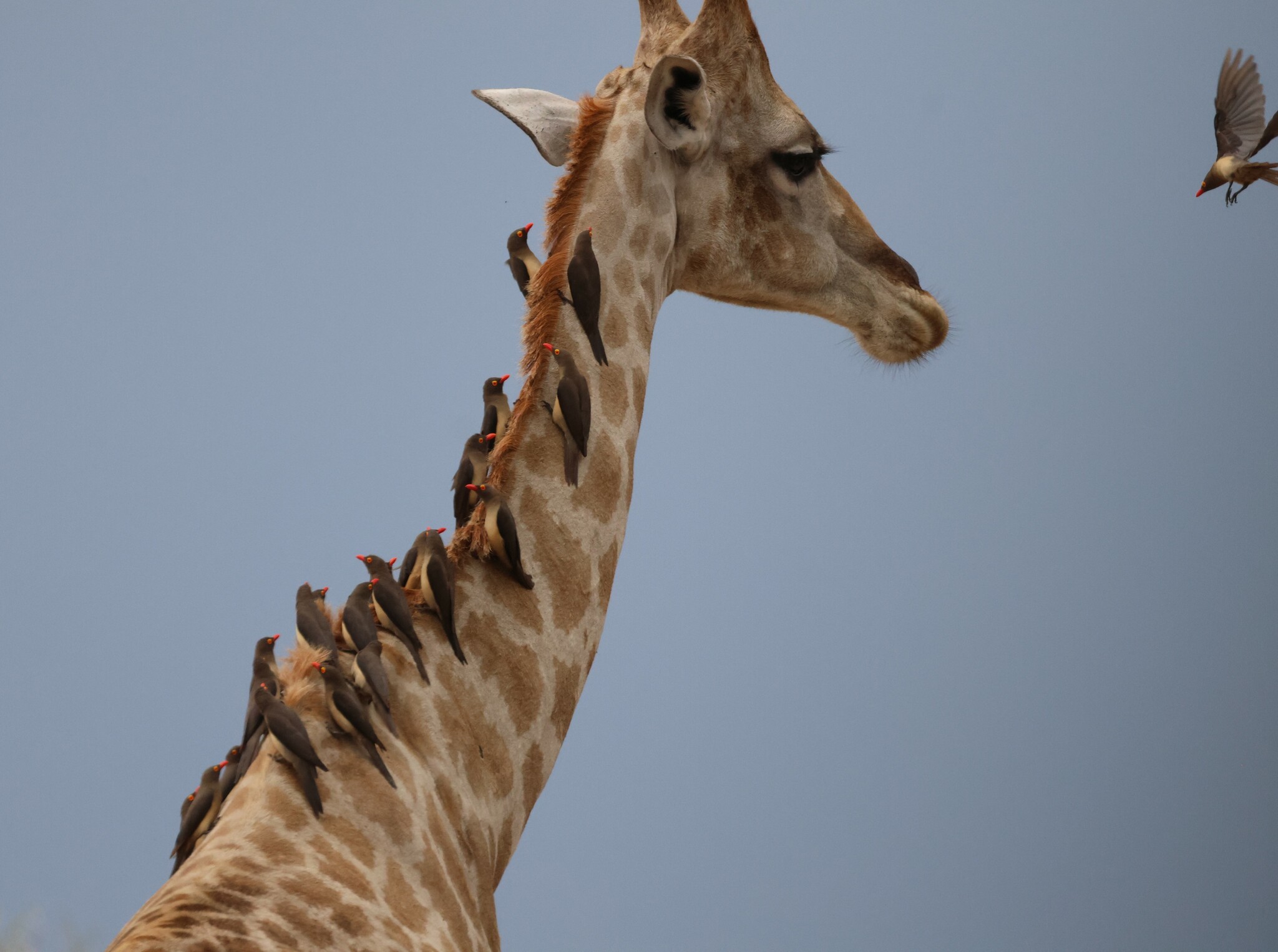 Red-billed Oxpecker (Buphagus erythroryncha)