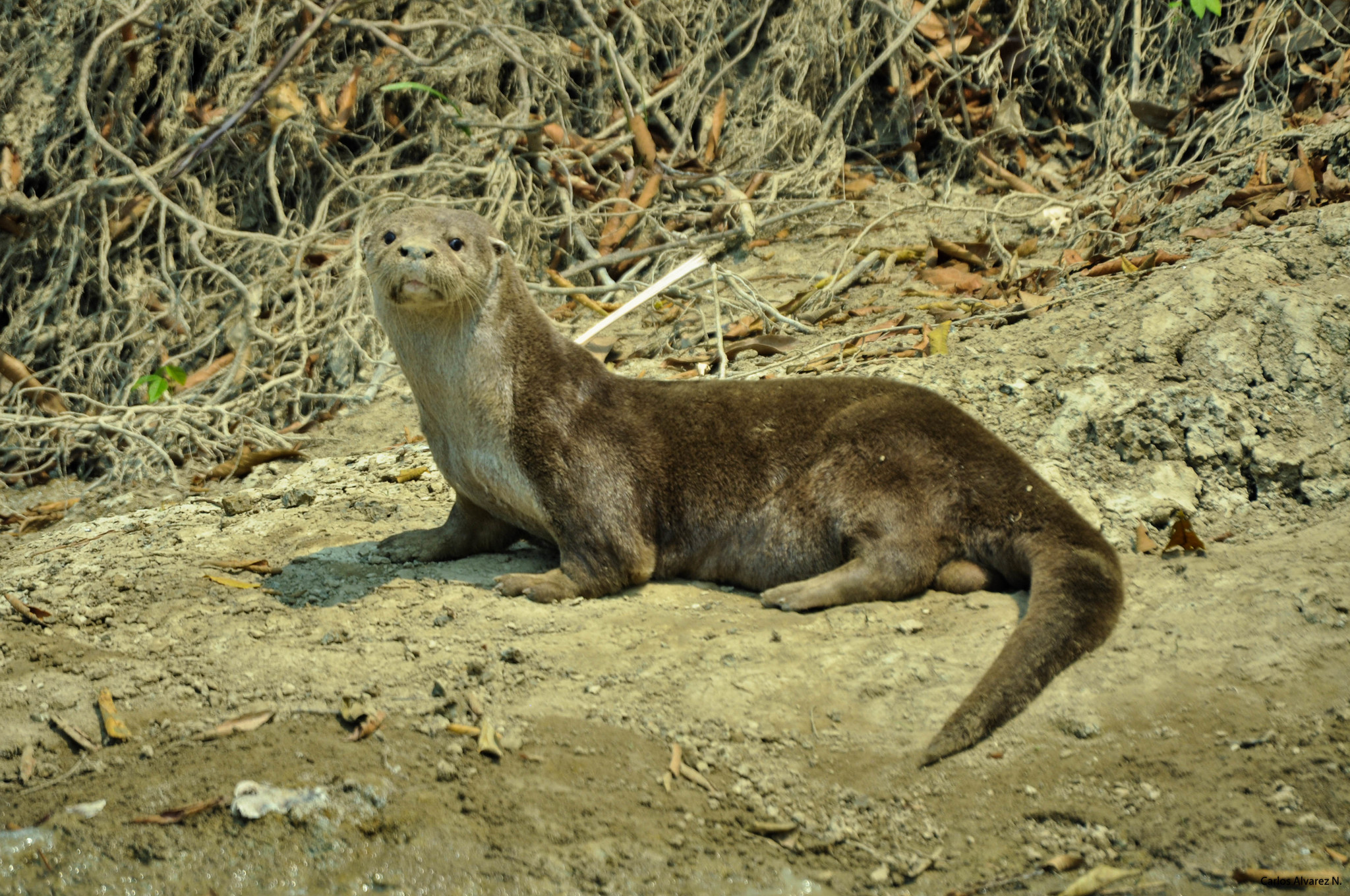 Neotropical Otter profile facts, lifespan, traits, fur, habitat, breeding, range, diet, adaptation, predators, threats, prey, ecological role