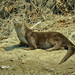 Neotropical River Otter - Photo (c) Carlos Alvarez N., some rights reserved (CC BY-NC)