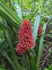 Aechmea magdalenae image